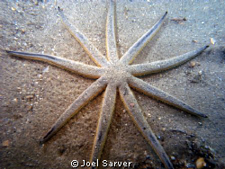 9 Armed Sea Star-Rare find in Riviera Beach, FL at the Bl... by Joel Sarver 